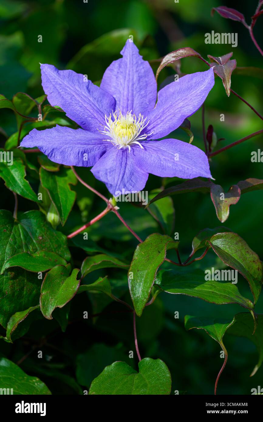 Eine wunderschöne, große, lila Clematis-Blüte, die inmitten üppig grüner Blätter blüht Stockfoto