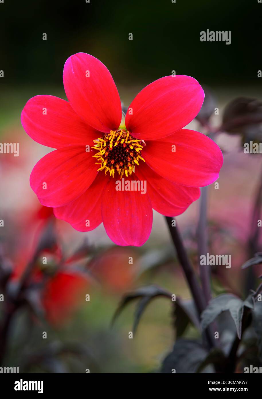 Eine wunderschöne, zerkisfarbene Dahlienblume in einem großen Blumenbeet Stockfoto