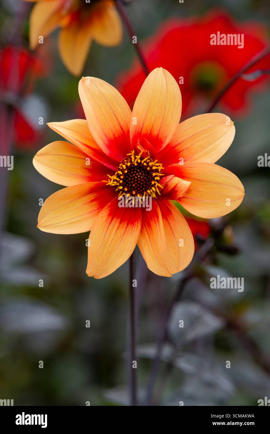 Eine wunderschöne orangene Dahlienblume in einem großen Blumenbeet Stockfoto