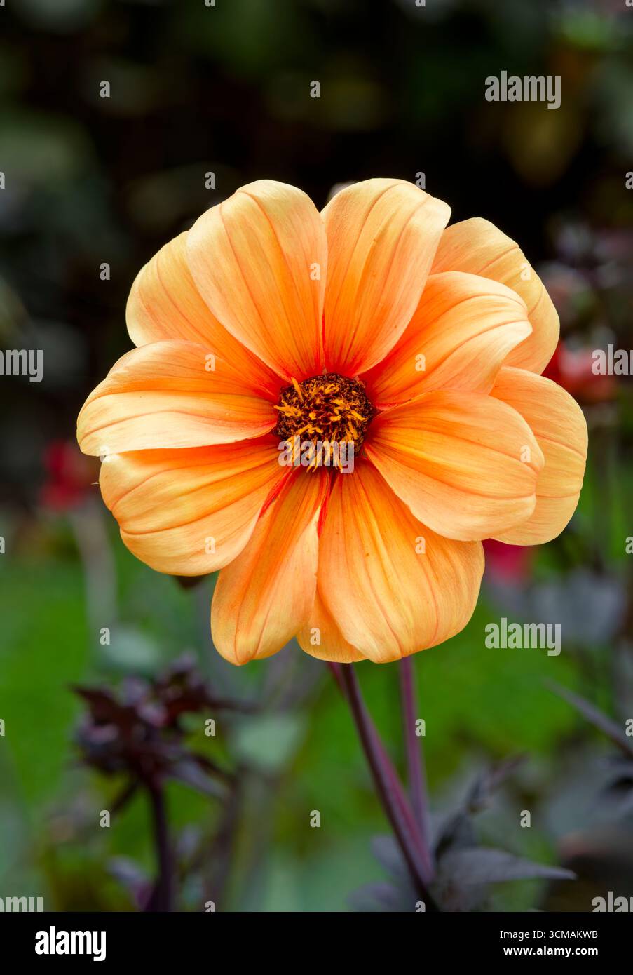 Eine wunderschöne orangene Dahlienblume in einem großen Blumenbeet Stockfoto