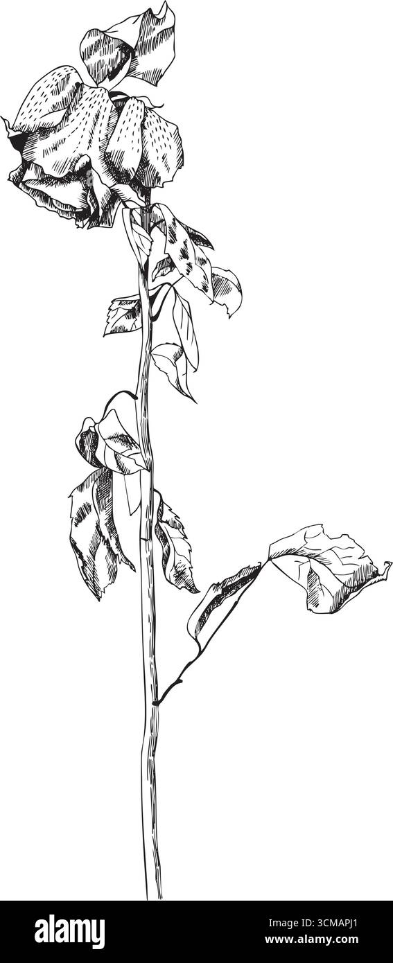 Schwarz-weiß-Bild einer toten verwelkten Blume Stock Vektor