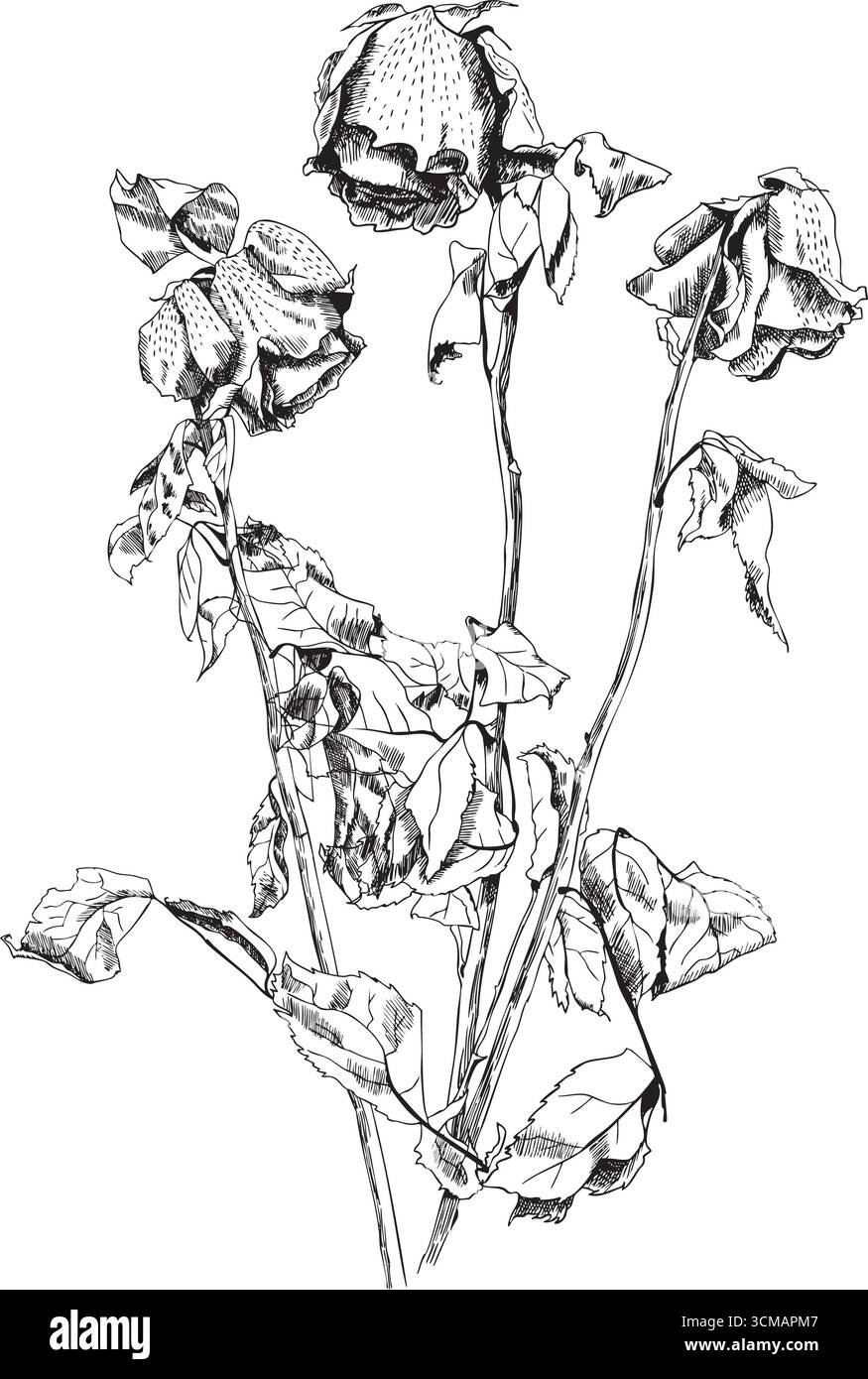 Schwarz / weiß Bild von Toten getrockneten Blüten und Knospen Stock Vektor