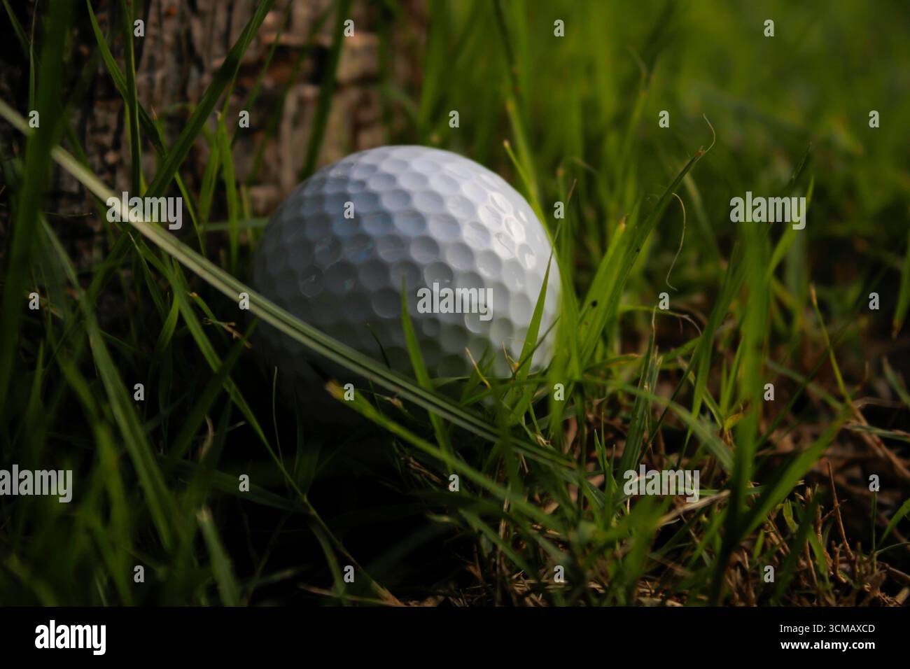 Der Golfball fiel an den Fuß eines Baumes und schuf ein Hindernis für das Golfspielen. Stockfoto