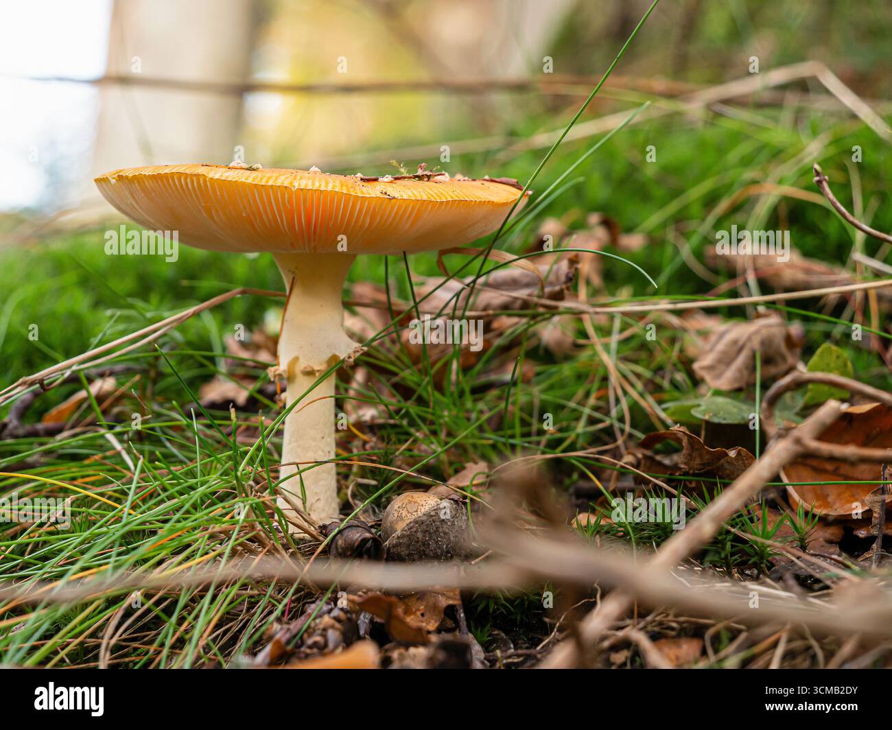 Orangenpilz mit Kiemen im Waldgras, Herbstblätter und Zweige in weichem natürlichem Licht Stockfoto