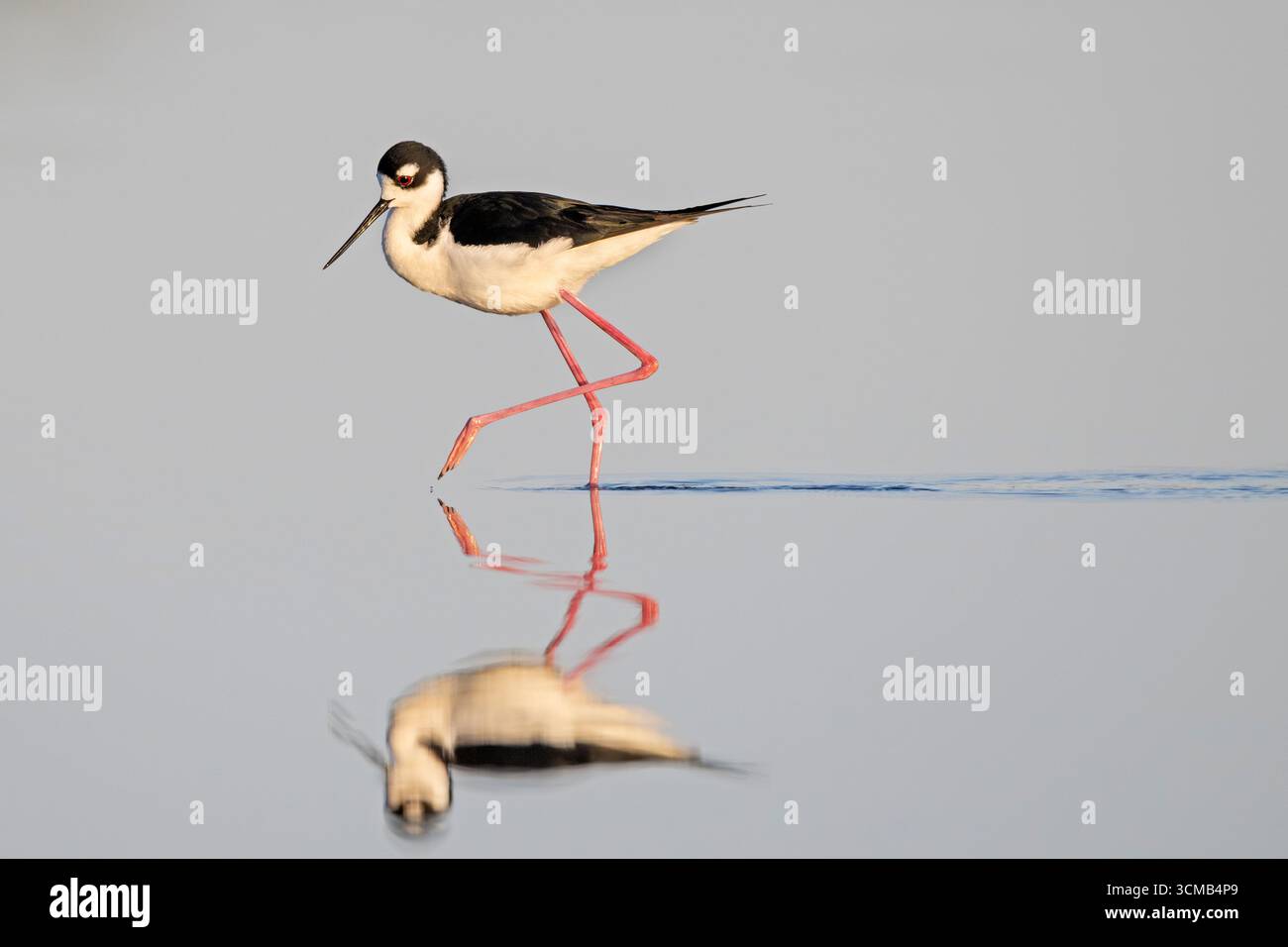 Schwarzhals-Stelze (Himantopus mexicanus) jagen an einem stillen Tag im schönen frühen Morgenlicht. März im Myakka River State Park, Florida. Stockfoto