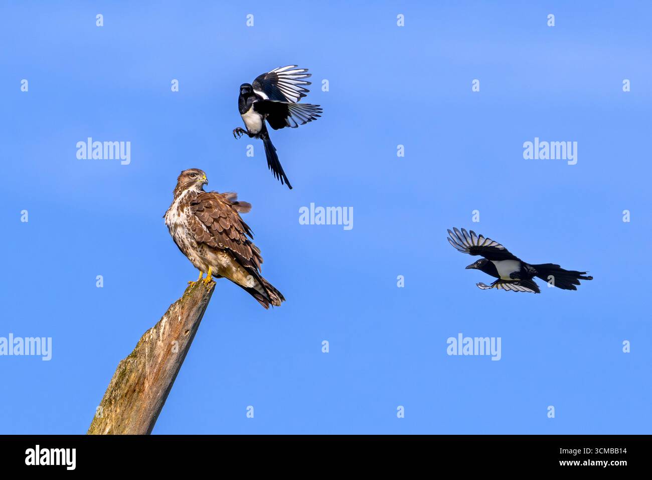 Zwei eurasische Elster (Pica pica) im Flug belästigend / mobbing gemeiner Bussard (Buteo buteo), der auf totem Baumstamm thront Stockfoto