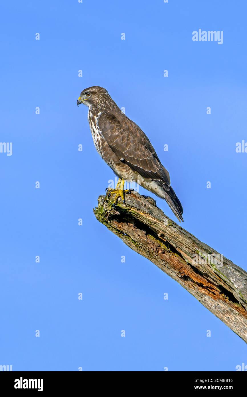 Gemeiner Bussard (Buteo buteo), der auf totem Baumstamm vor blauem Himmel thront Stockfoto