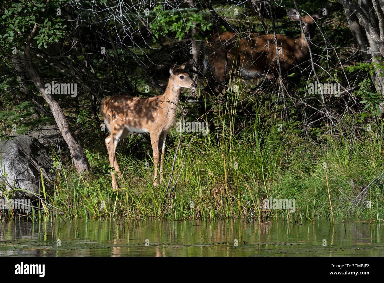 Weißschwanzhirsch (Odocoileus virginianus)-Rehkitz. Juli im Acadia-Nationalpark, Maine, USA. Stockfoto