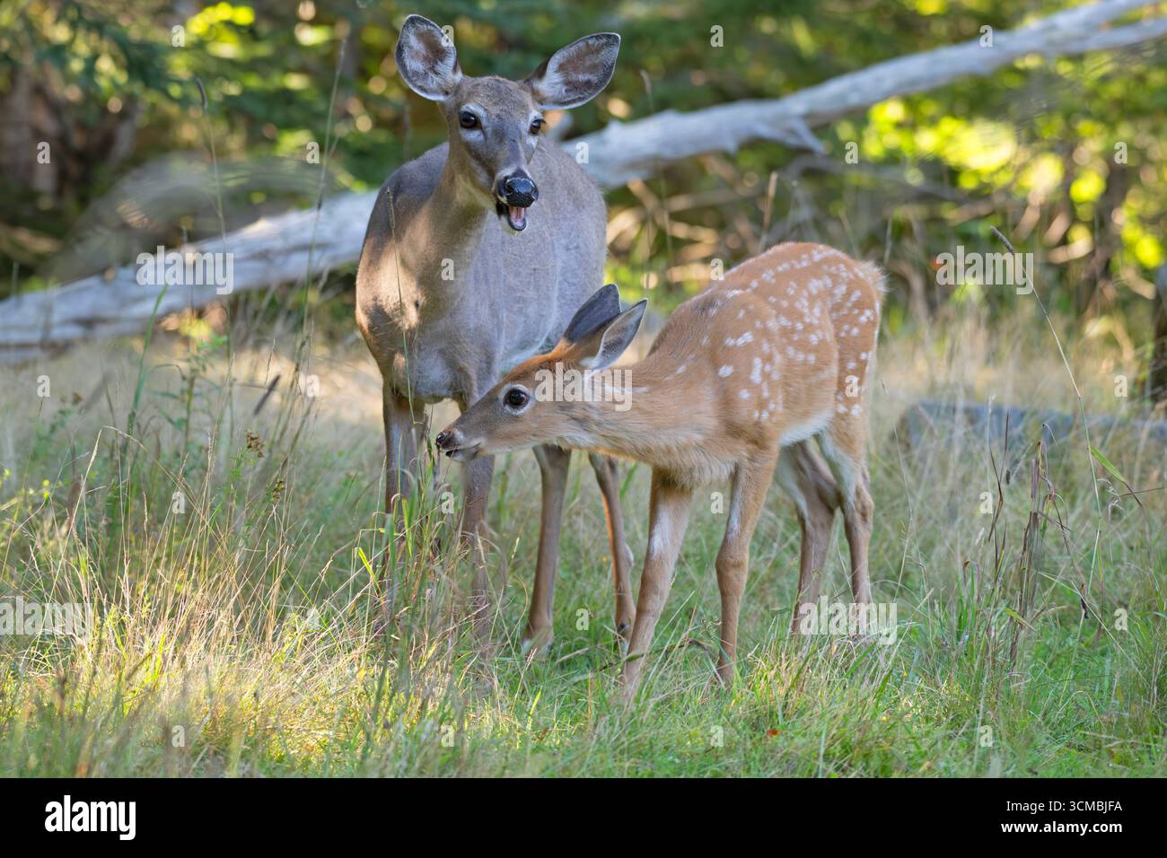 Weißschwanzhirschmutter (Odocoileus virginianus) mit Rehkitz. Juli im Acadia-Nationalpark, Maine, USA. Stockfoto