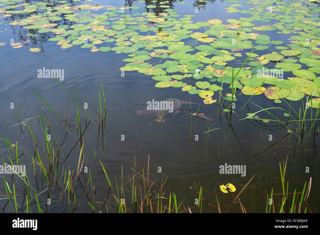 Schnappschildkröte (Chelydra serpentina). September im Acadia-Nationalpark, Maine, USA. Stockfoto