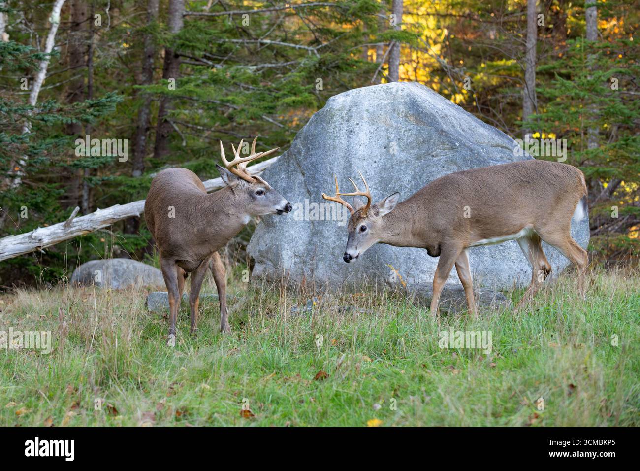 Hirschböcke (Odocoileus virginianus) während der Paarungszeit. Ende Oktober im Acadia-Nationalpark, Maine, USA. Stockfoto