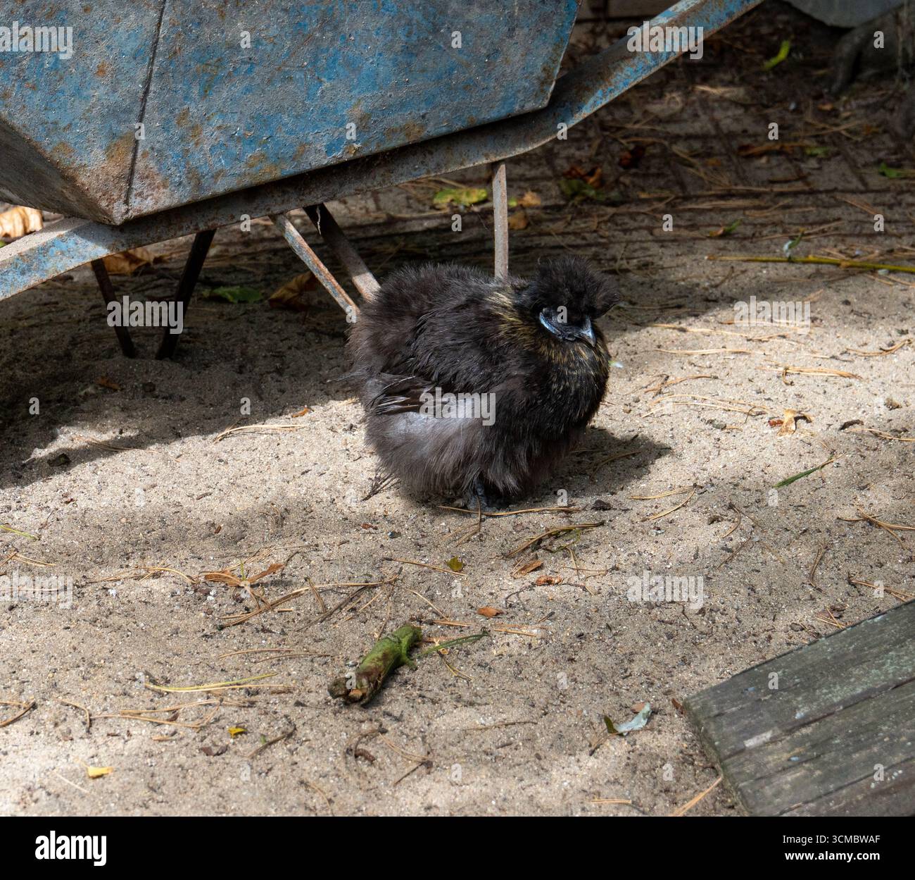 Ein kleines, flauschiges Küken mit dunklem Gefieder sitzt auf dem Boden unter einer alten blauen Schubkarre. Das Mädchen erscheint einsam und leicht verängstigt, seine Augen Stockfoto