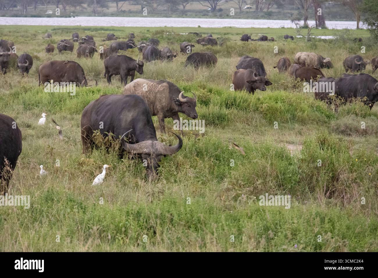 Eine Büffelherde weidet in der Nähe des Sees im Lake Nakuru National Park Stockfoto