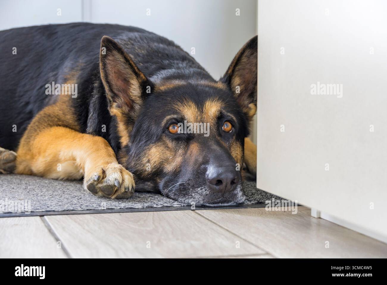 Nahporträt eines Schäferhunds mit ausdrucksstarken Bernsteinaugen, die drinnen auf grauer Matte liegen. Wunderschönes, treues Haustier, das friedlich zu Hause ausruht. Stockfoto