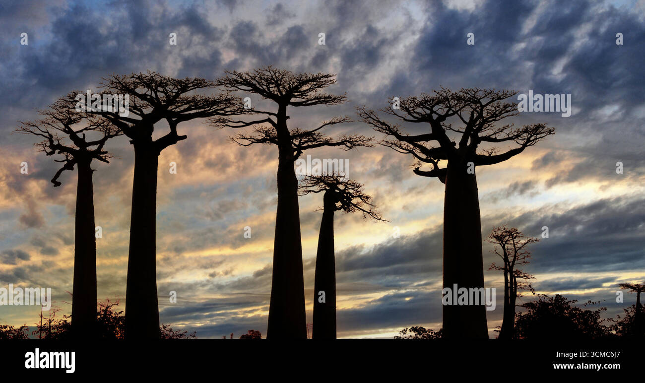 Avenue of the Baobabs bei Sonnenuntergang in der Nähe von Morondava, Madagaskar; goldenes Licht auf riesigen Baobabs, rote Erdstraße und ein pastellfarbener Abendhimmel. Stock Vektor