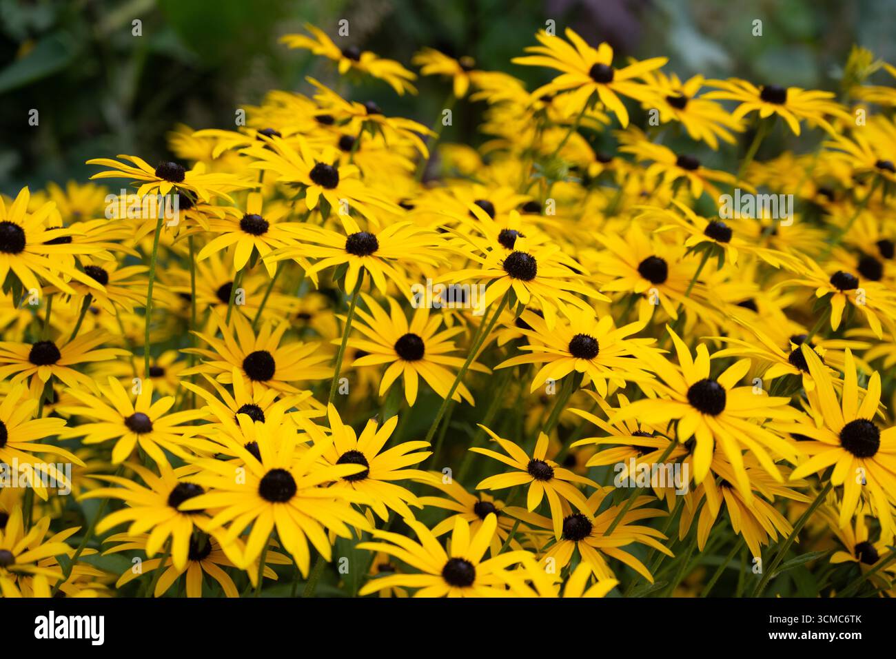 Hellgelbe, schwarzäugige Susan-Blüten (Rudbeckia hirta) in voller Blüte, lebendiger Gartennaht mit kräftiger Farbe und Textur Stockfoto