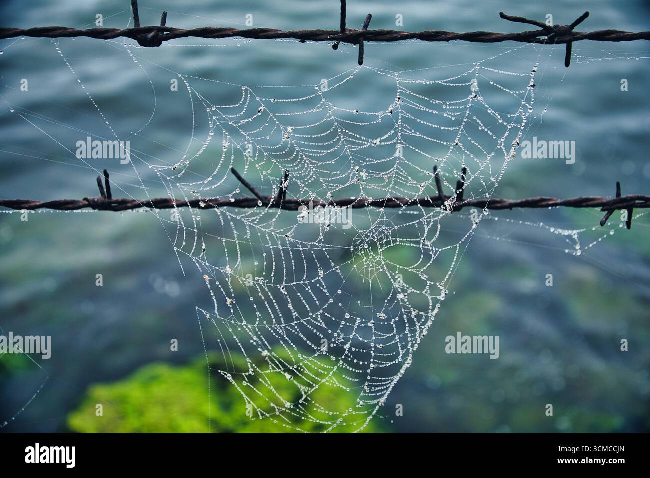 Taubedecktes Spinnennetz auf Stacheldrahtzaun Stockfoto