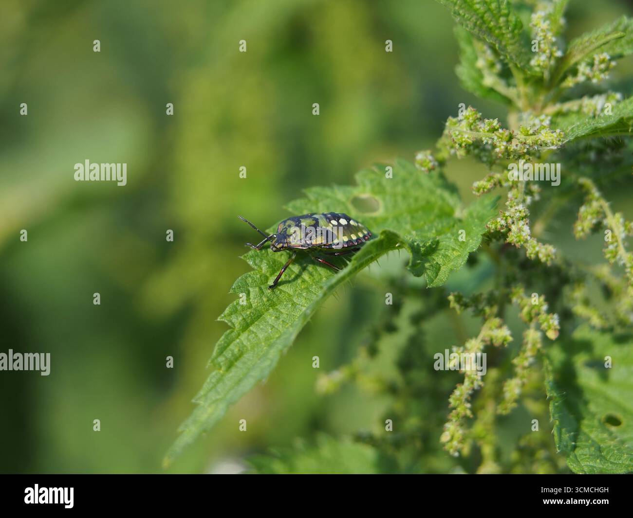 Isolieren Sie Nahaufnahmen einer grünen Schildkäfer (Palomena prasina) oder einer Stinkkäfer, die auf einem Blatt einer Brennnessel (urtica dioica) auf einem Feld in Bonn sitzt Stockfoto