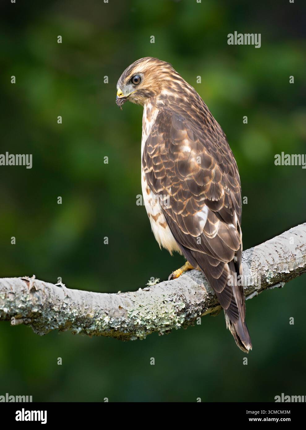 Breitflügelfalke (Buteo platypterus). August im Acadia-Nationalpark, Maine, USA. Stockfoto