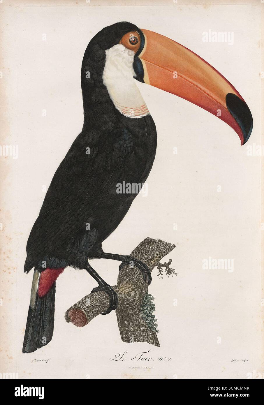 Historisches Illustrationskunstwerk des Toco Toucan (Ramphastos toco) von Jacques Barraband für Francois Le Vaillant’s Histoire naturelle des oiseaux de paradis et des rolliers, veröffentlicht 1806. Stockfoto