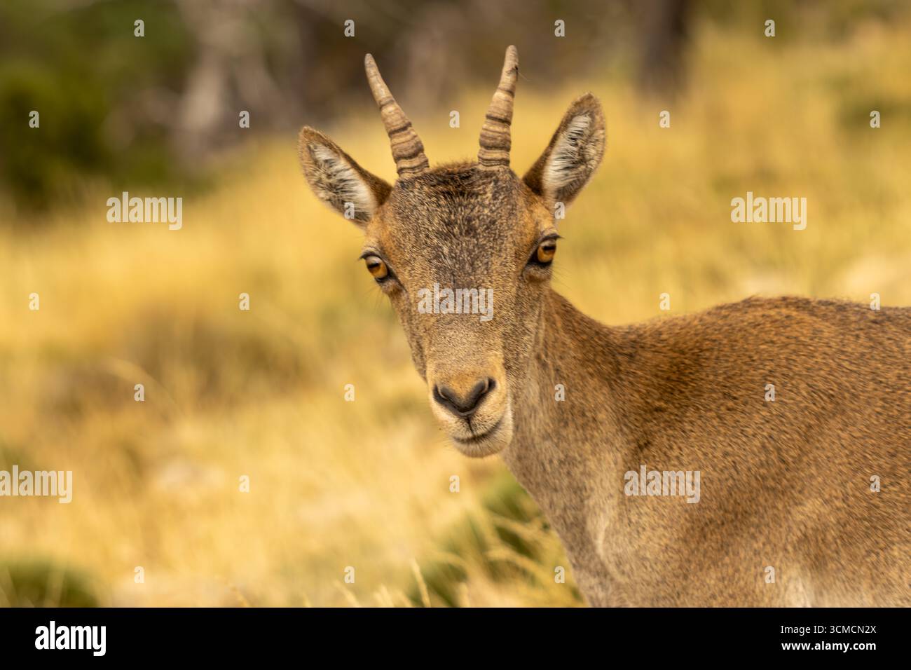 Junger iberischer Steinbock mit kleinen Hörnern, der auf einem Feld aus gelbem, trockenem Gras steht und intensiv blickt, während er die ruhige Wildnis und die natürliche Schönheit genießt Stockfoto