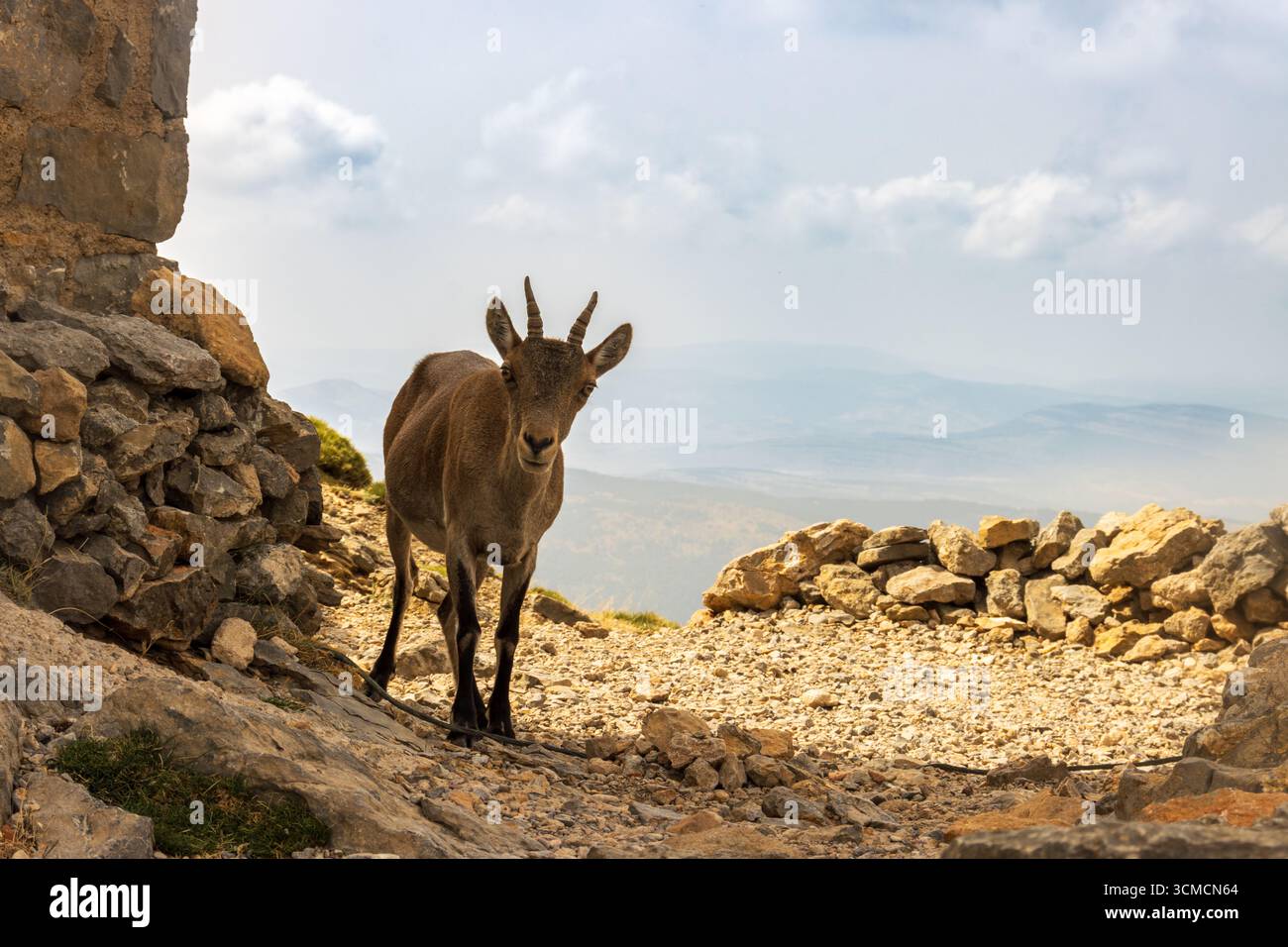 Spanischer Steinbock oder iberische Wildziege, die auf dem Penyagolosa-Massiv stehen. Ein Naturpark in der Provinz castellon. Valencianische Gemeinde. Spanien. Stockfoto