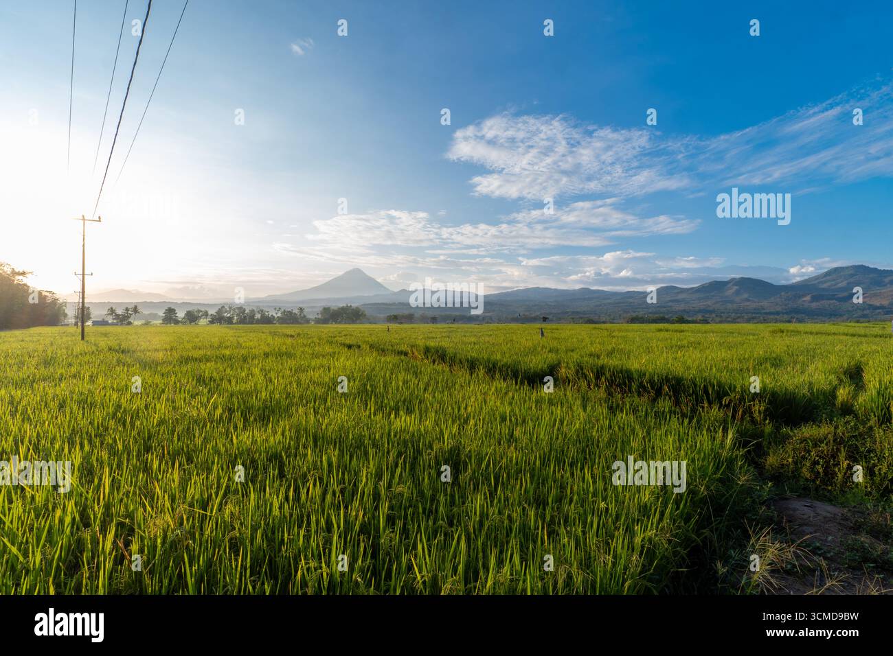 Ein lebhaftes Bild von einem üppig grünen Reisfeld mit einer malerischen Bergkette in der Ferne. Stockfoto