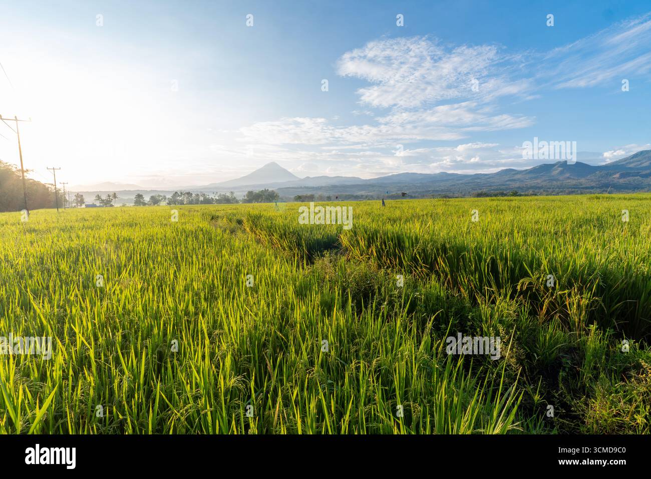 Ein lebhaftes Bild von einem üppig grünen Reisfeld mit einer malerischen Bergkette in der Ferne. Stockfoto