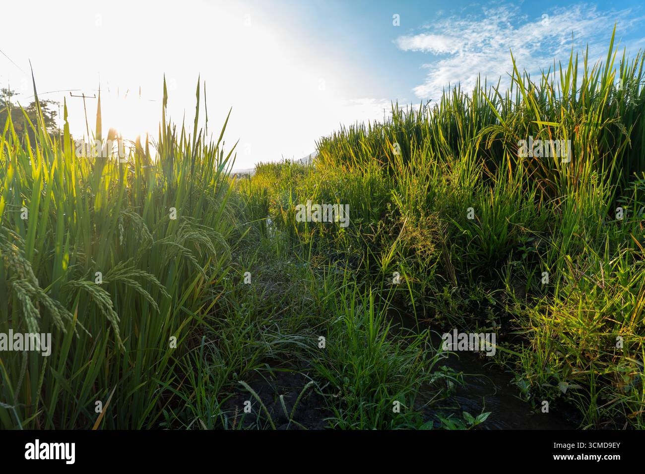 Ein lebhaftes Bild von einem üppig grünen Reisfeld mit einer malerischen Bergkette in der Ferne. Stockfoto