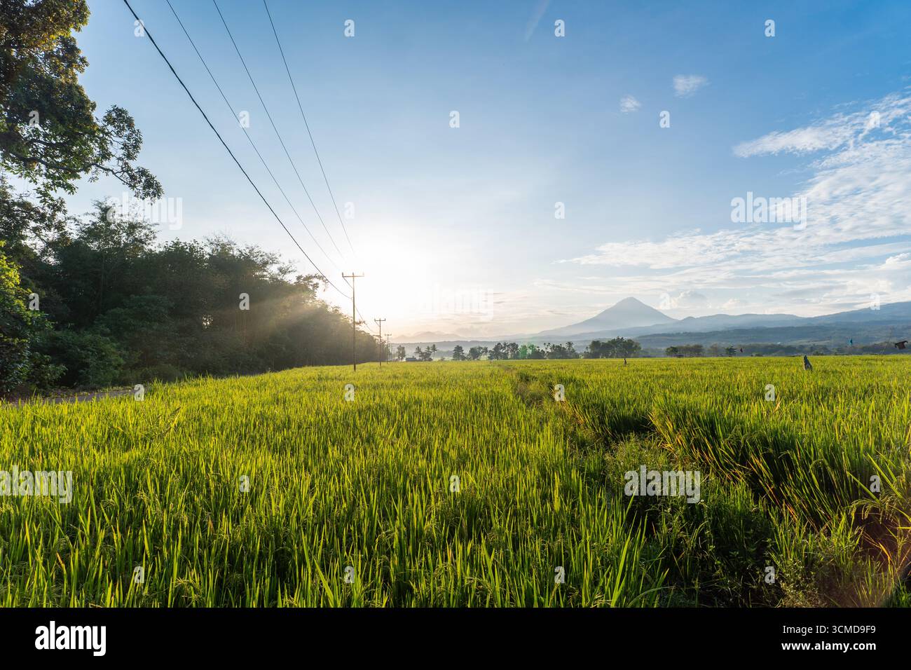 Ein lebhaftes Bild von einem üppig grünen Reisfeld mit einer malerischen Bergkette in der Ferne. Stockfoto