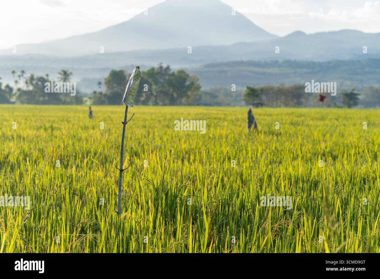 Ein lebhaftes Bild von einem üppig grünen Reisfeld mit einer malerischen Bergkette in der Ferne. Stockfoto