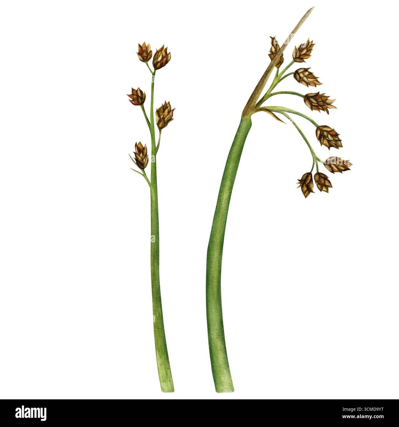 Bulrush(lat. Scirpus) ist eine mehrjährige Wasserpflanze aus der Familie der Cyperaceae. Aquarellillustration Stock handgezeichnet. Zeichnung zum Drucken, Postkarten Stockfoto