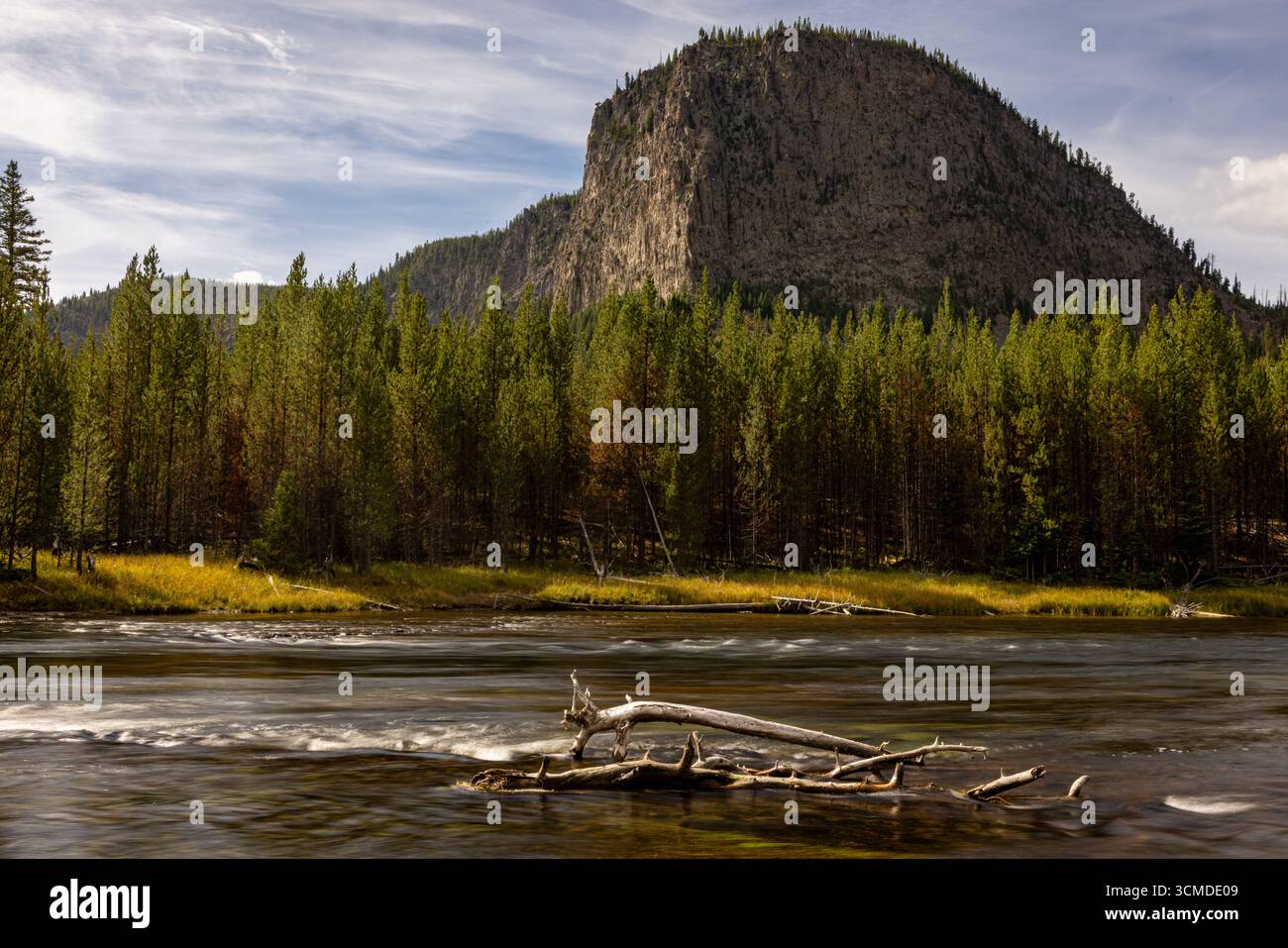 Eine lange Exposition glättet den Madison River in Yellowstone. Driftwood liegt in der Strömung vor einem Kiefernwald und dem berühmten National Park Mountain. Stockfoto