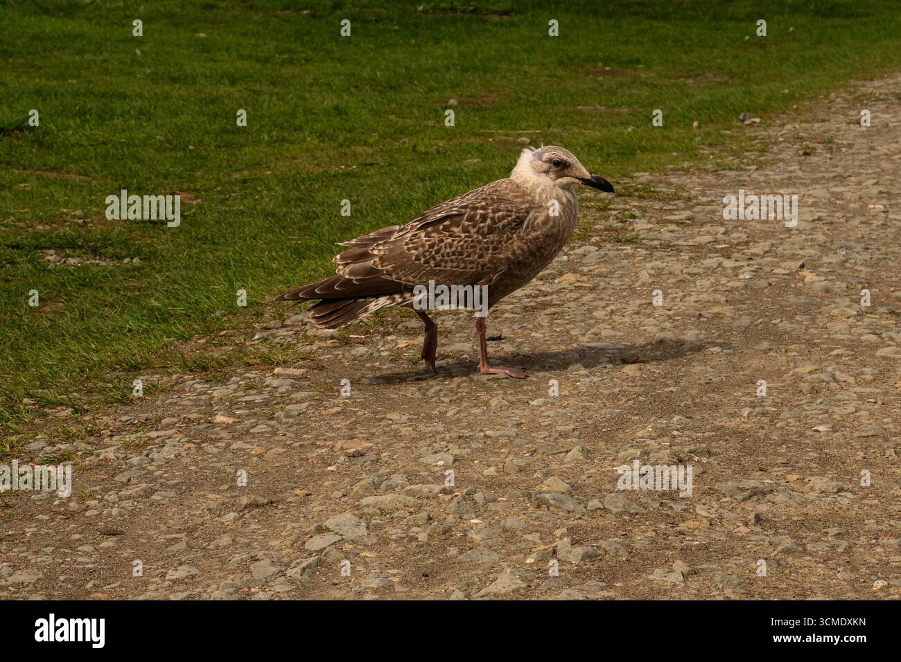 Eine junge, melierte braune Möwe steht ruhig auf einem steinigen Pfad nahe grünem Gras, abseits der Küste, mit schön gefalteten Flügeln an den Seiten. Stockfoto