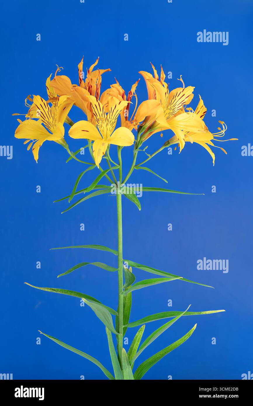 Alstroemeria Blumen, gelb mit blauem Hintergrund Stockfoto Alstroemeria Blumen, gelb mit blauem Hintergrund Stockfoto