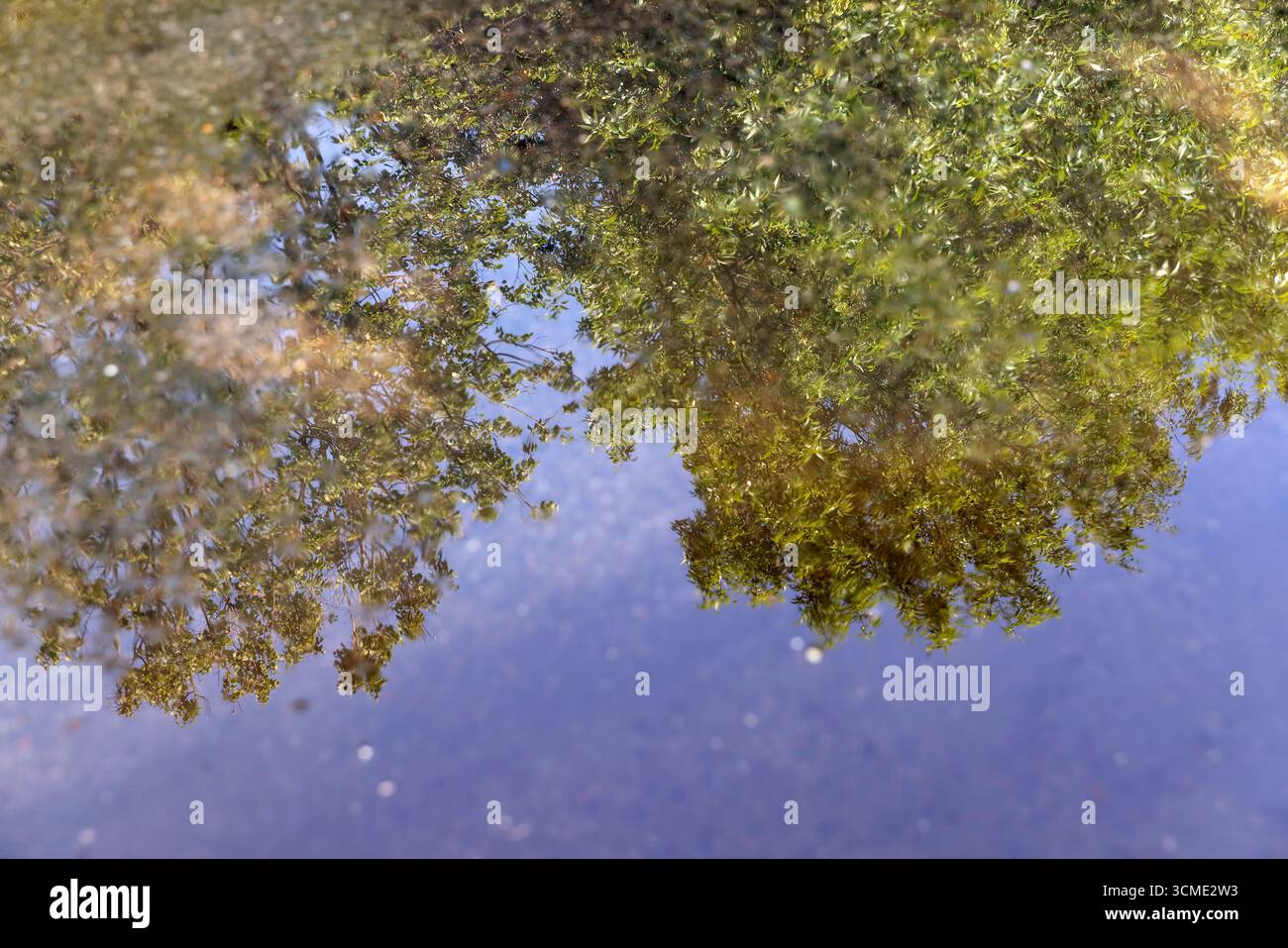 Eine schlammige Pfütze auf einer Asphaltstraße, die die Äste und das Laub der Laubbäume im Sommer reflektiert, eine Pfütze mit der Reflexion der Baumwuchse Stockfoto