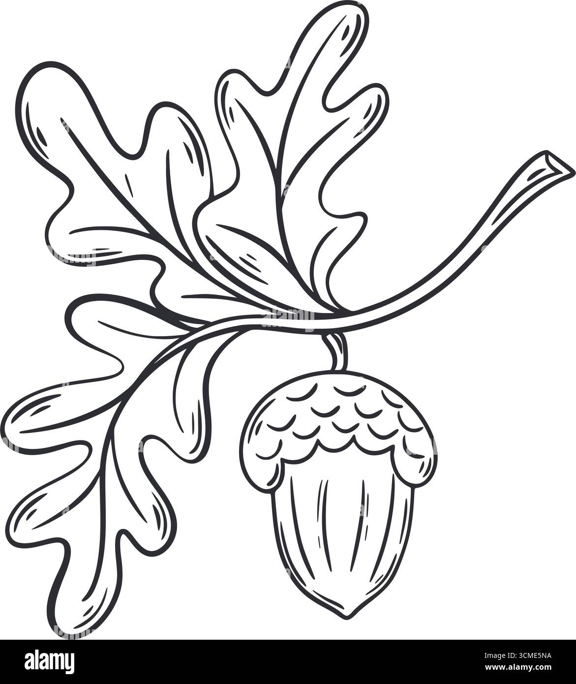 Skizze Acorn on Branch with Leaves (Ahorn auf Zweig mit Blättern) Handgezeichnete Tuschenskizze von Eichenfrüchten. Clip-Art, Vektorelement Stock Vektor