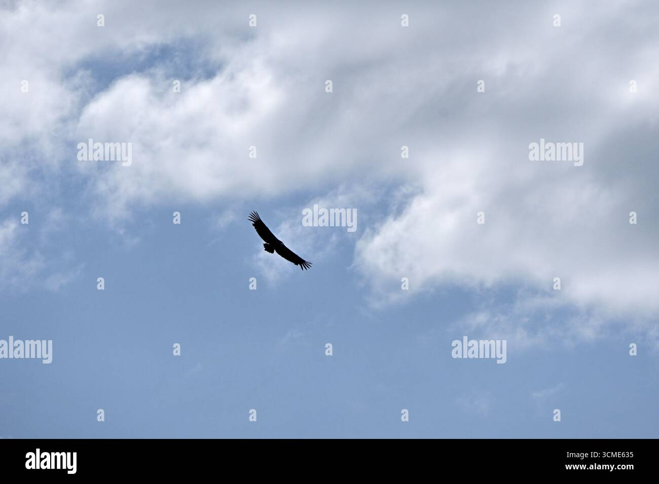 Ein einsamer Raubvogel fliegt hoch in einem bewölkten Himmel, seine Flügel weit ausgebreitet. Eine mächtige visuelle Metapher für Freiheit, Ehrgeiz, Einsamkeit, Macht und das Stockfoto
