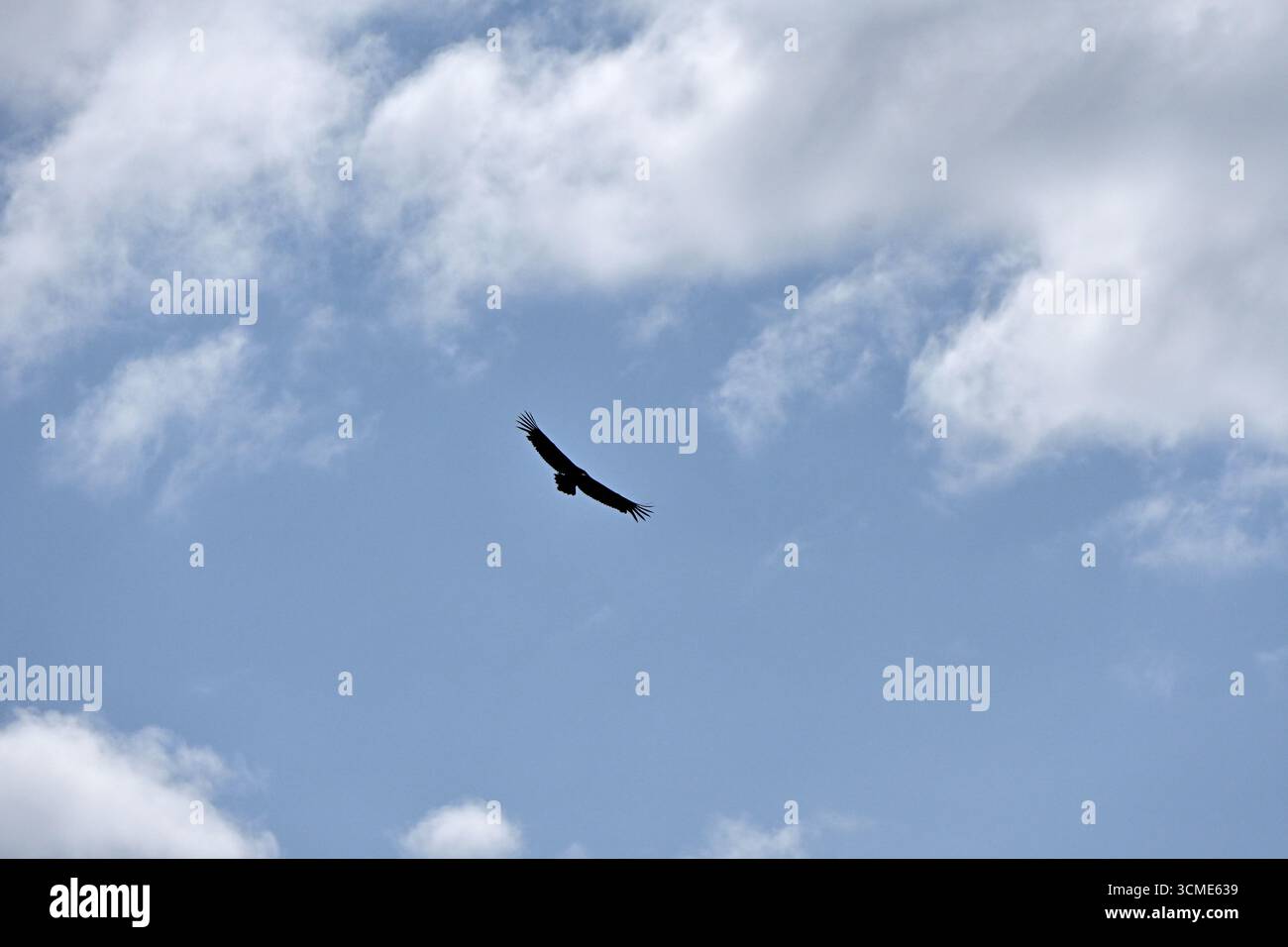 Ein einsamer Raubvogel fliegt hoch in einem bewölkten Himmel, seine Flügel weit ausgebreitet. Eine mächtige visuelle Metapher für Freiheit, Ehrgeiz, Einsamkeit, Macht und das Stockfoto