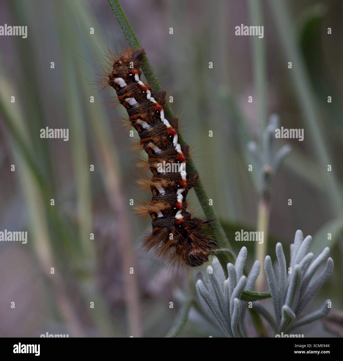 Knotengras Knotengras Raupe auf Lavendel Stockfoto
