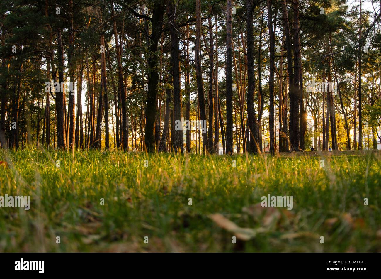 Flacher Blick auf Gras und Kiefern bei Sonnenuntergang in ruhiger Waldlandschaft. Stockfoto