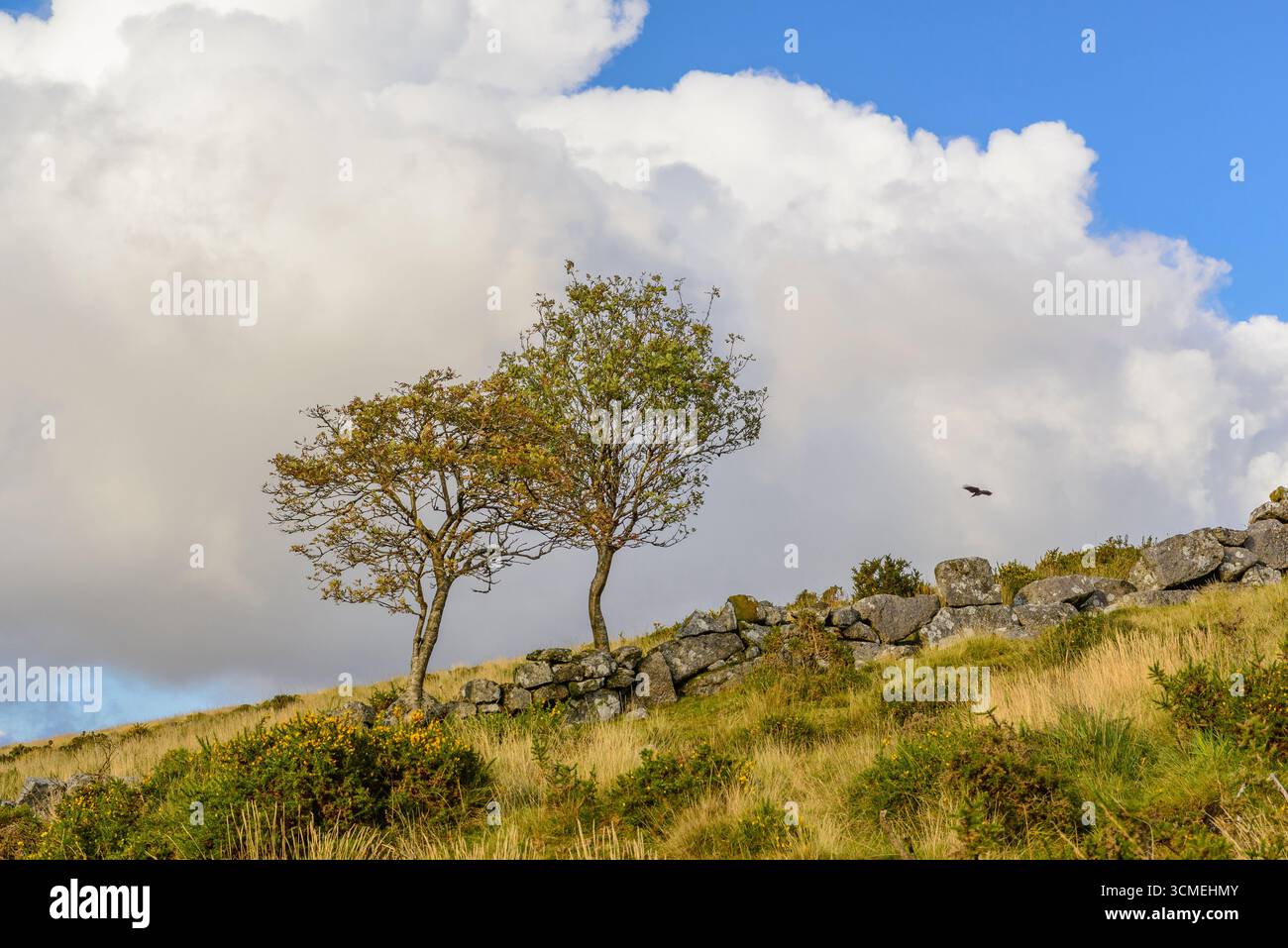 Dartmoor Landschaft mit zwei Bäumen und Trockenmauer, Devon, England, Großbritannien Stockfoto