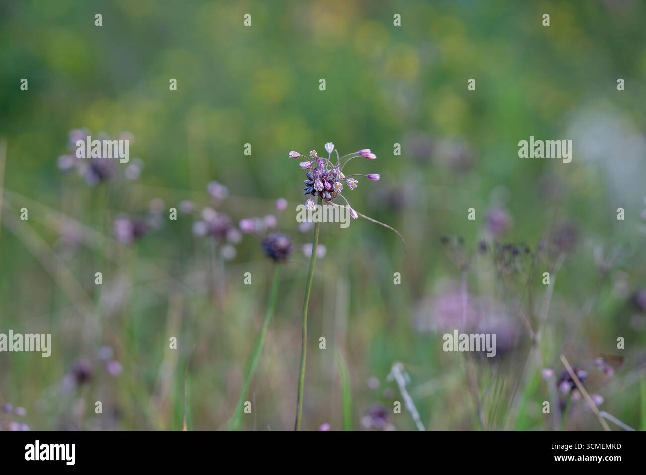 FeldKnoblauch, Wildzwiebeln (Allium oleraceum) wachsen in der Natur. Nahaufnahme von Feldknoblauch, der kleine Kugeln im Blütenkopf hat. Essbare Pflanze. Stockfoto