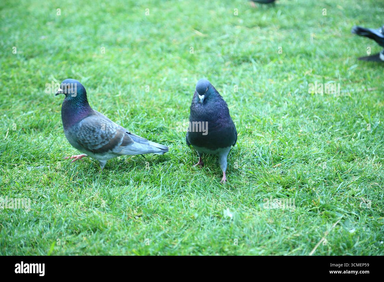 Wilde Tauben Columba Livia-Paarinteraktion urbaner Lebensraum Stockfoto
