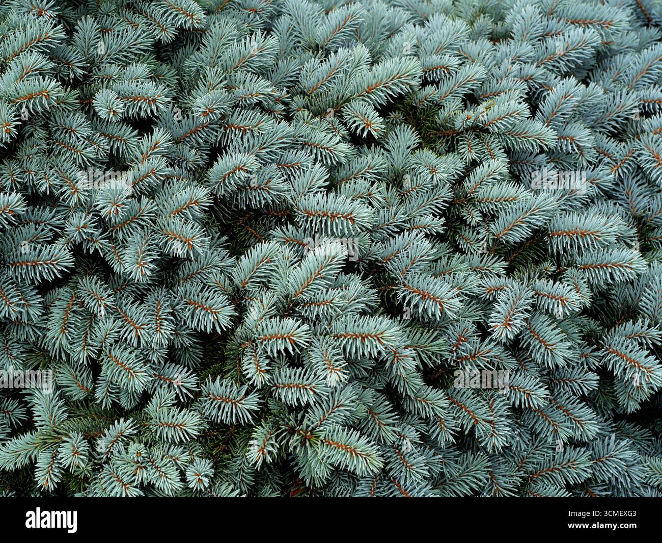 Blau-grüne Nadeln einer blauen Fichte. Nahaufnahme. Dichtes, strukturiertes Laub betont. Kopierraum. Stockfoto
