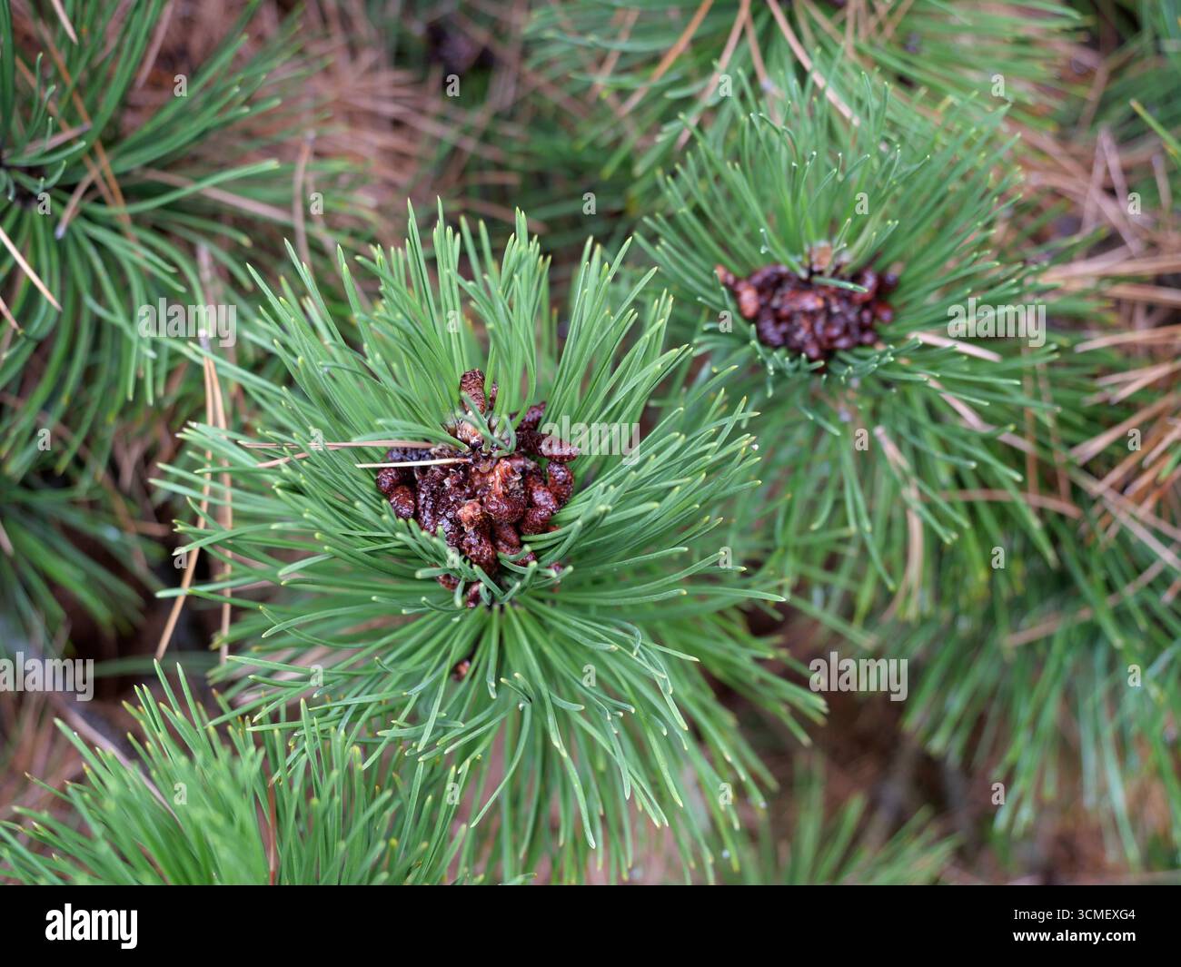 Nadeln und junge Kegel einer Bergkiefer. Grüne Nadeln, rötlich-braune Kegel. Nahaufnahme. Pinus mugo. Kopierraum. Stockfoto