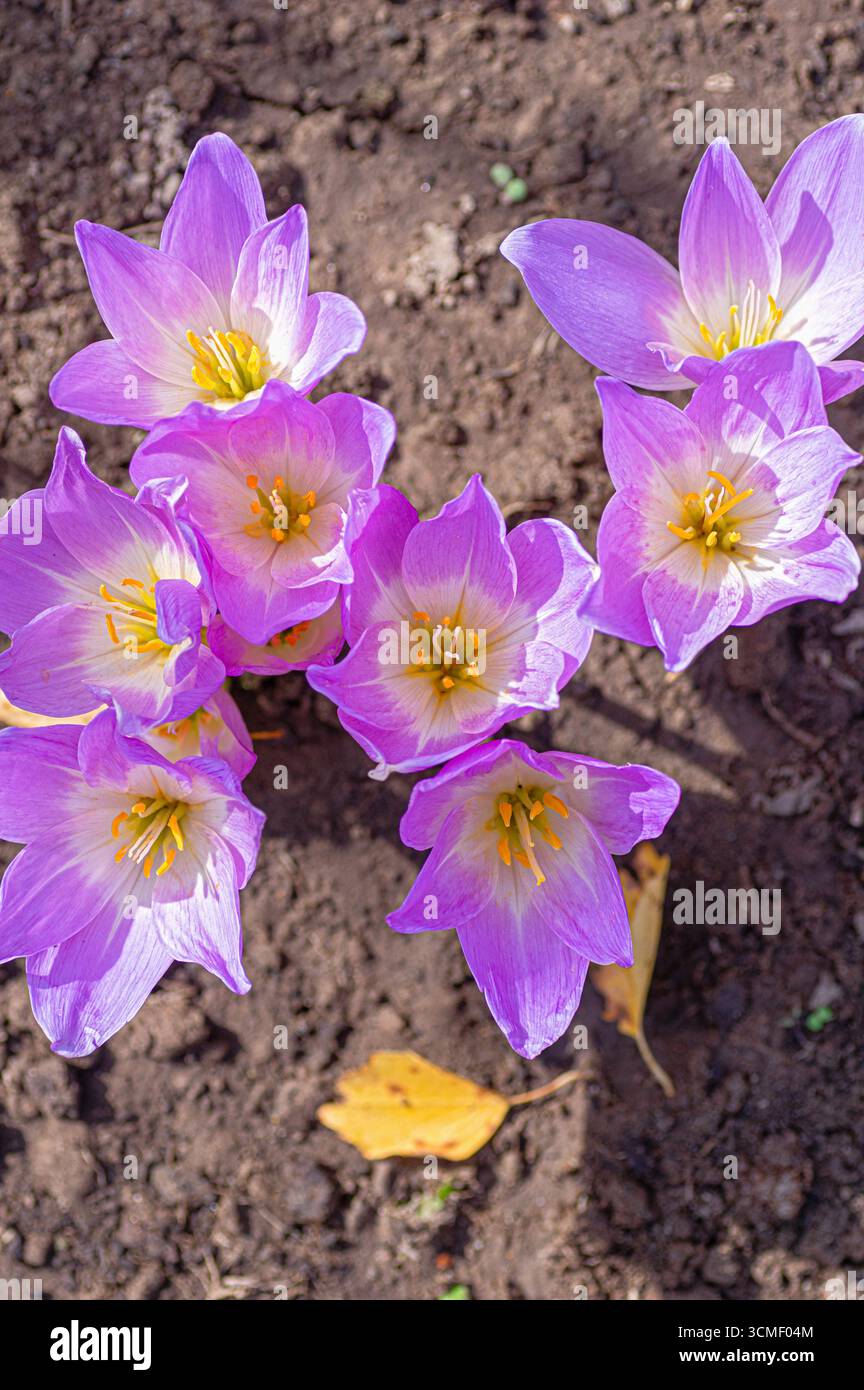 Herbstkrokusblüten mit leuchtenden Violetttönen im Gartenboden, die die Eleganz der Wildblumen und die Herbsttage symbolisieren Stockfoto