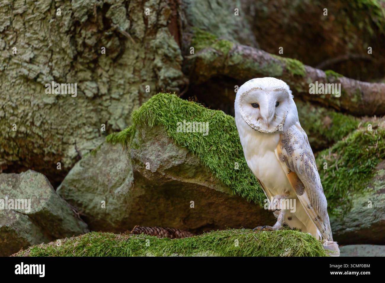 Scheuneneule posiert im Wald. Horizontal. Stockfoto