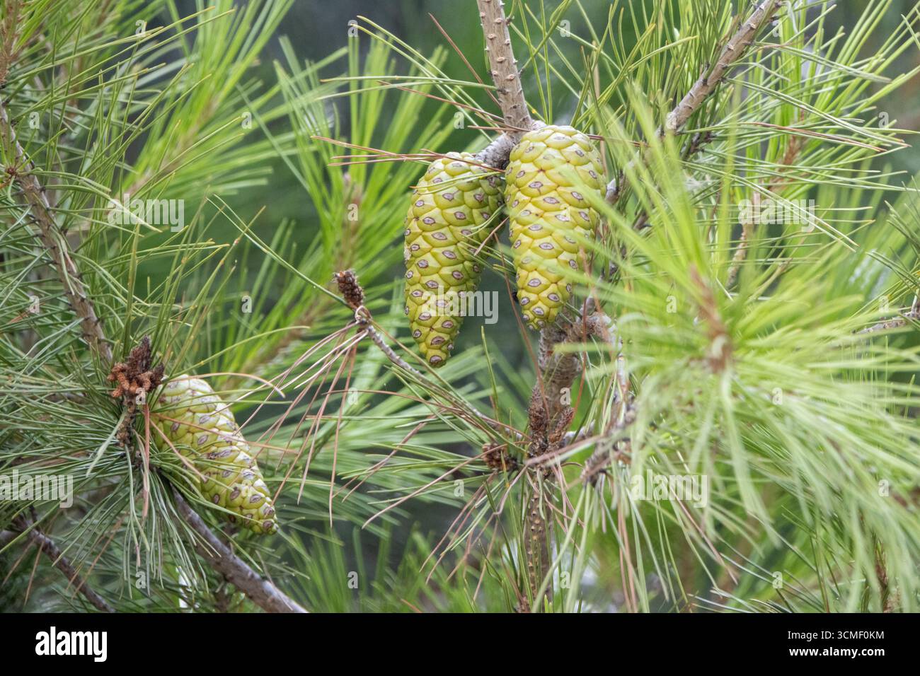 Tannenzapfen wachsen auf einem Tannenzweig, umgeben von grünen Nadeln, in einer natürlichen Waldlandschaft Stockfoto