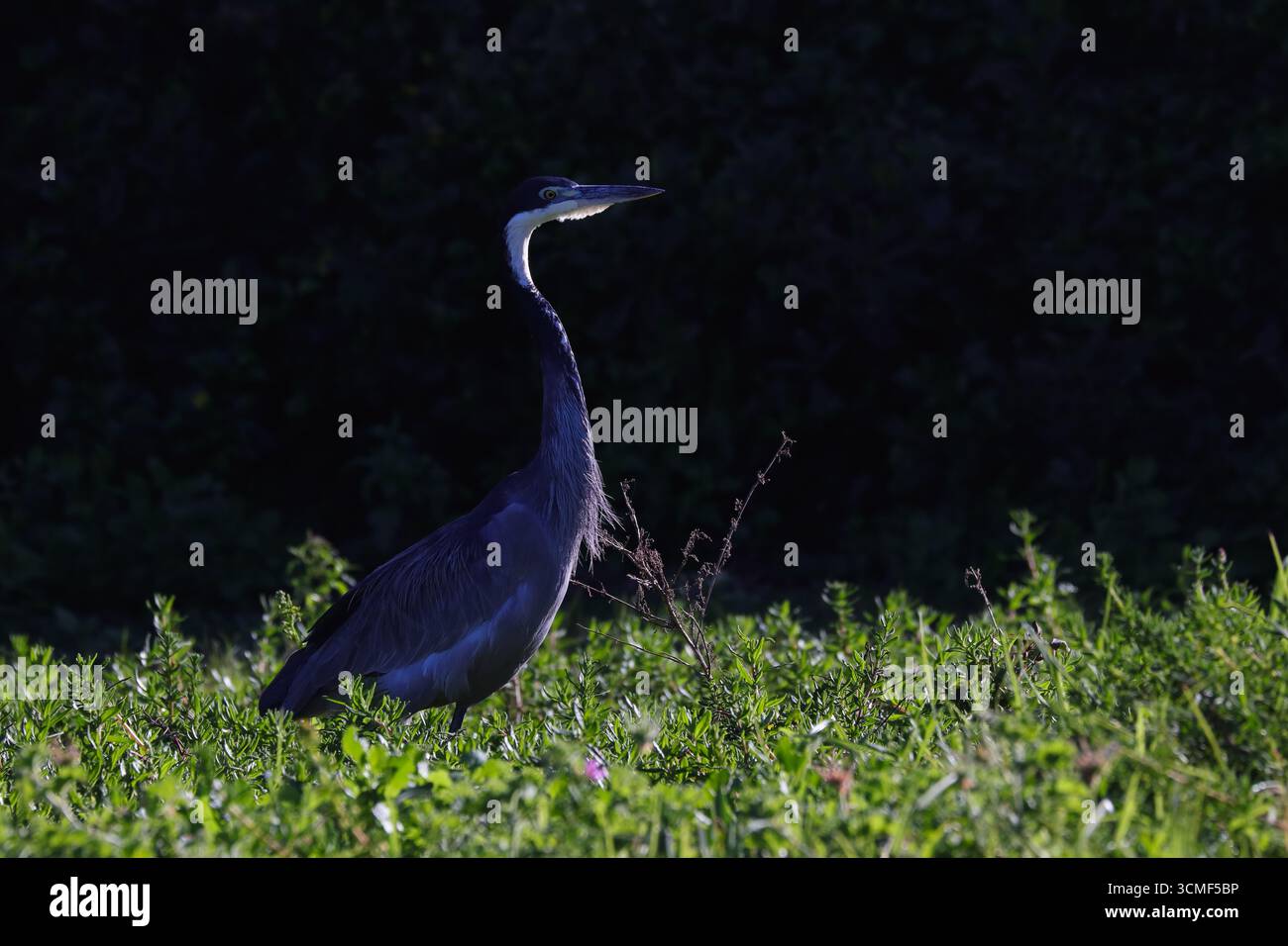 Schwarzköpfiger, der durch das Laub weht (Ardea melanocephala) Stockfoto